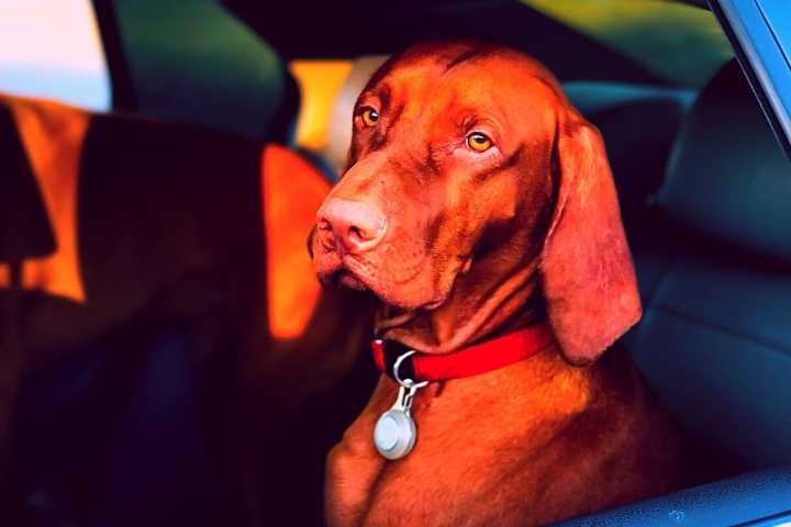 cachorro no carro